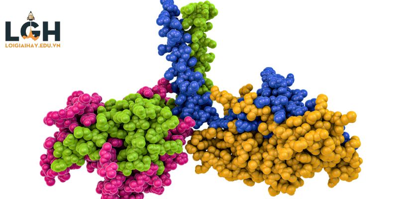Bậc cấu trúc nào đảm bảo protein có được chức năng sinh học?